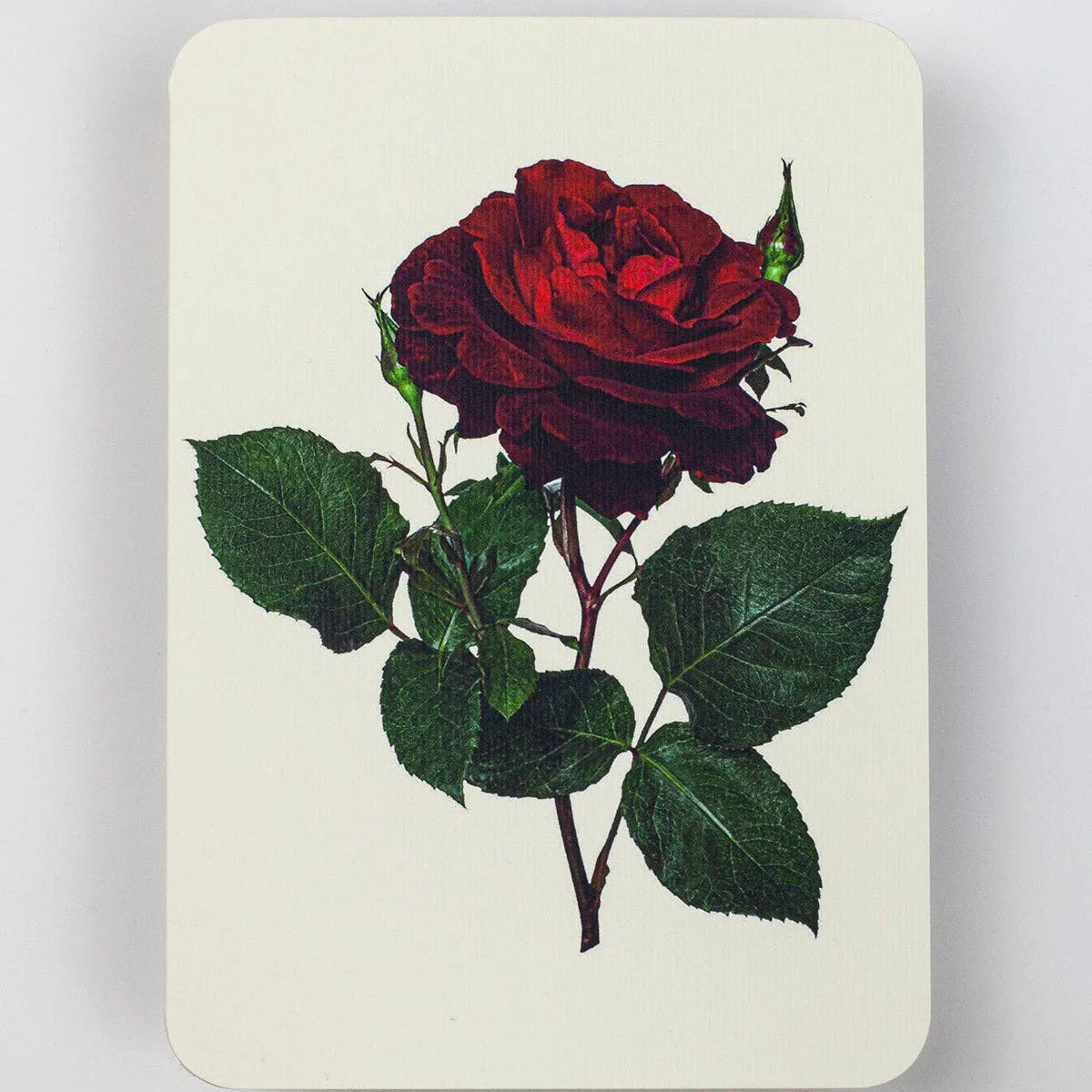 Red Rose Valentine’s Day Card - Image 3